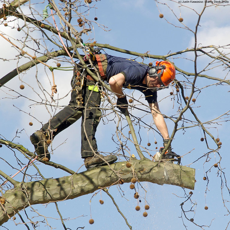 Tree Surgery Maintenance Services