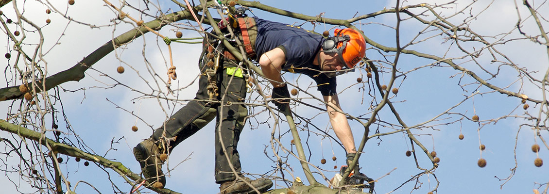 Tree Surgery Page Header