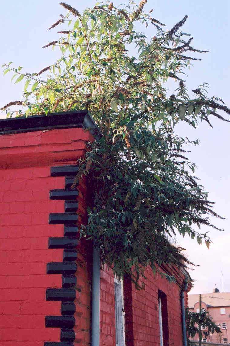 Extensive vegetation growth in gutter