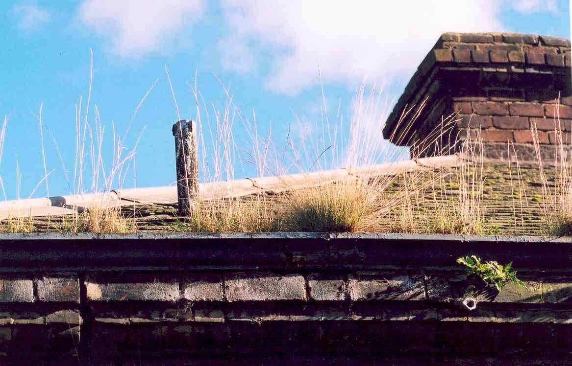 Gutter blocked with vegetation