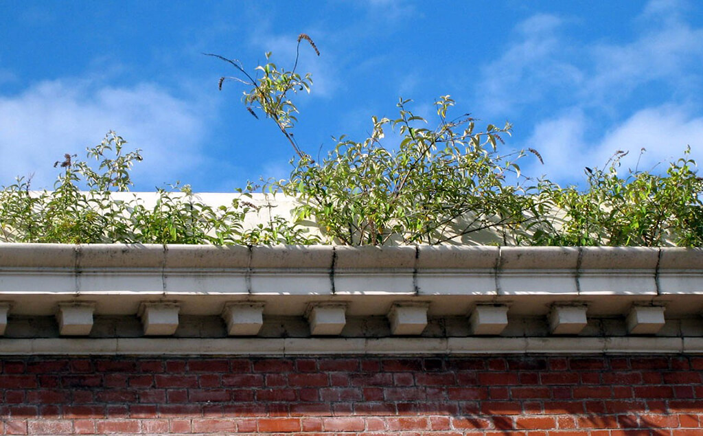 Vegetation blocking gutter(1)